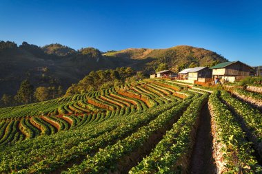sabah gündoğumu DOI angkhang Mountain, c çilek bahçesinde