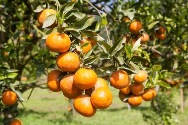 bitki, portakal ağacı üzerinde taze turuncu