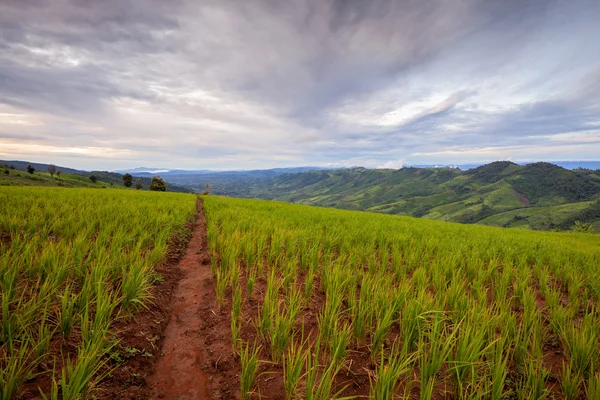 Green Terraced Rice Field in Phetchaboon, Thailand during sunset — Stock Photo, Image