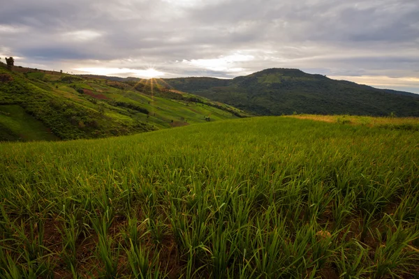 Zielony tarasowe pola ryżu w phetchaboon, Tajlandia podczas zachodu słońca — Zdjęcie stockowe