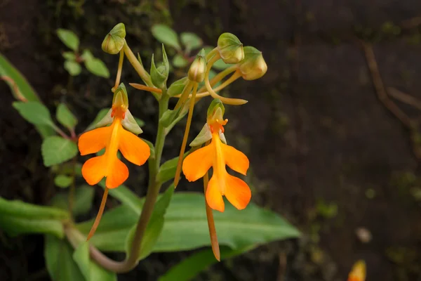 Flor de laranja Habenaria rhodochela no Parque Nacional Phitsanulok , — Fotografia de Stock