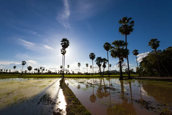 Yeşil çim sugar palm, yol ve bulutlar manzara — Stok fotoğraf