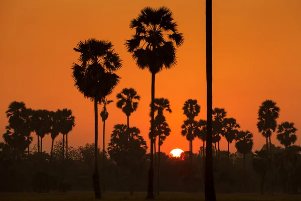 Sugar palm ve pirinç günbatımı sırasında eğe — Stok fotoğraf