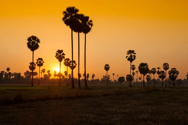 Sugar palm ve pirinç günbatımı sırasında eğe — Stok fotoğraf