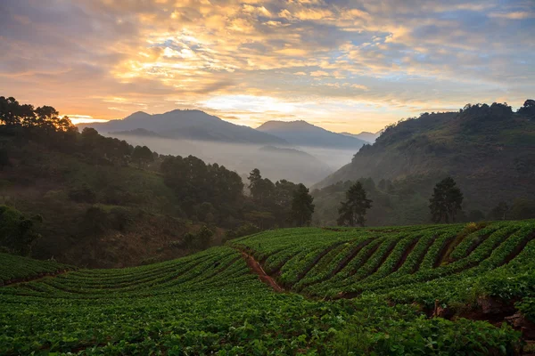 Misty morning sunrise in strawberry garden at doi angkhang mount — Stock Photo, Image