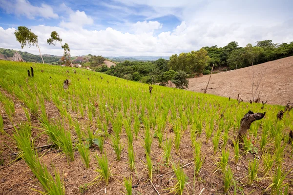 Green  rice field — Stock Photo, Image