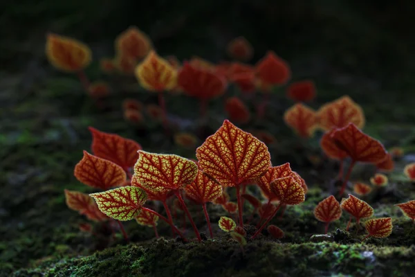 Piros levelek a begónia virág, a nemzeti park phitsanulok, thai, munkavállalók — Stock Fotó