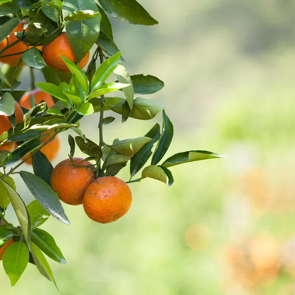 Čerstvý pomeranč na stromě rostlin, oranžová — Stock fotografie