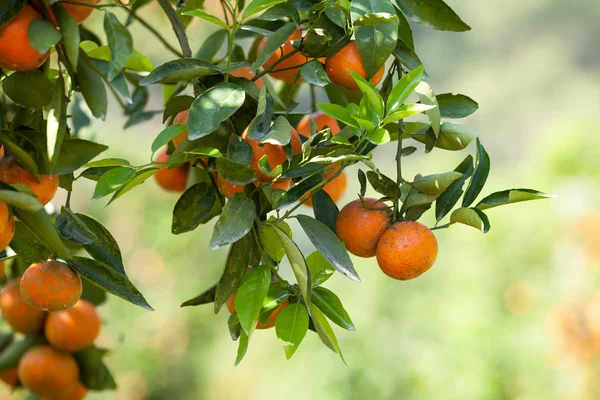 Čerstvý pomeranč na stromě rostlin, oranžová — Stock fotografie