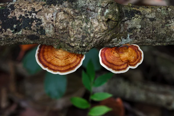 Champiñón salvaje —  Fotos de Stock