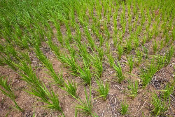 Groene rijstvelden — Stockfoto