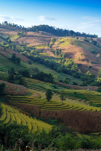 Green Terraced Rice Field en Chiangmai, Tailandia —  Fotos de Stock