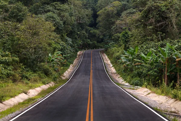 Der Weg durch den Regenwald — Stockfoto