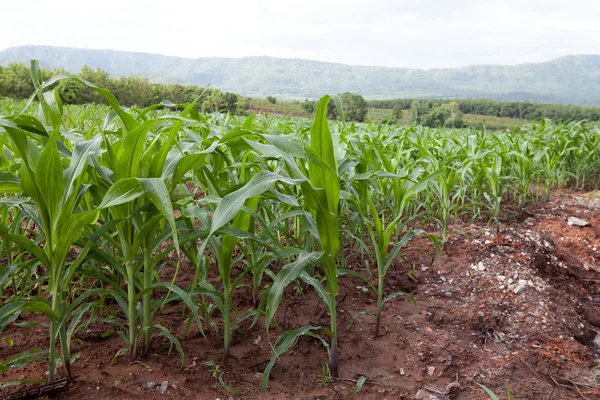 Maíz joven en el campo — Foto de Stock