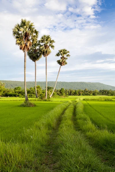 Yeşil çim sugar palm, yol ve bulutlar manzara — Stok fotoğraf