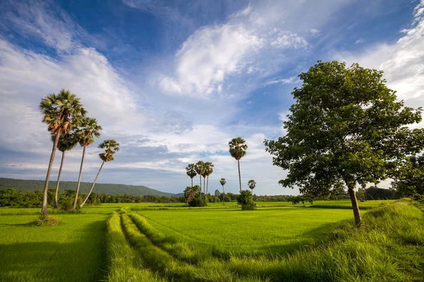 Landscape with green grass sugar palm , road and clouds — Stock Photo, Image