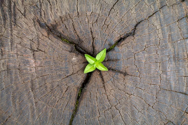 Mladá rostlina roste na stromě stum — Stock fotografie