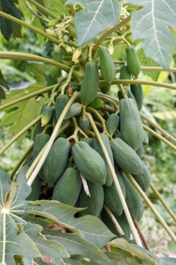 Meyveli Papaya ağacı