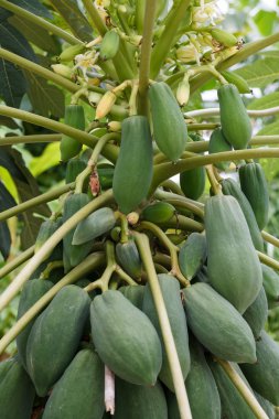 Meyveli Papaya ağacı