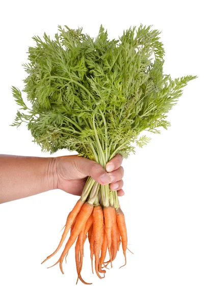 Mano sosteniendo un manojo de zanahorias en whit — Foto de Stock