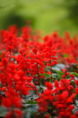 Kırmızı salvia (salvia çiçeği)