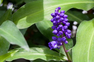 Bahar çiçek, sümbül