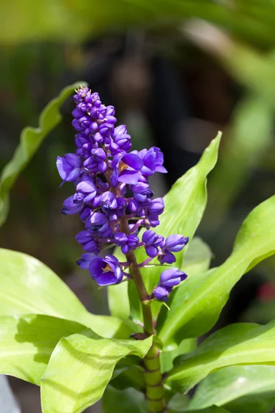 Spring flower, Hyacinth — Stock Photo, Image