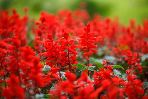 Salvia vermelha (Salvia splendens ) — Fotografia de Stock
