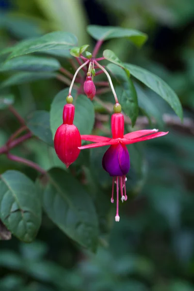 Fuschia rosa e roxa — Fotografia de Stock