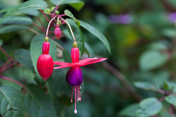 Fuschia rosa e roxa — Fotografia de Stock