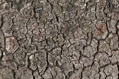 ahşap doku spitted yıpranmış