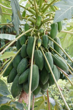 Meyveli Papaya ağacı