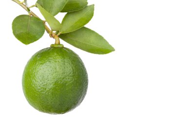 Beyaz arkaplanda yalıtılmış kireç meyvesi