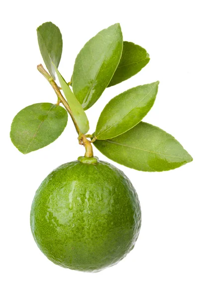Fresh citrus lime fruit isolated on white backgroun — Stock Photo, Image