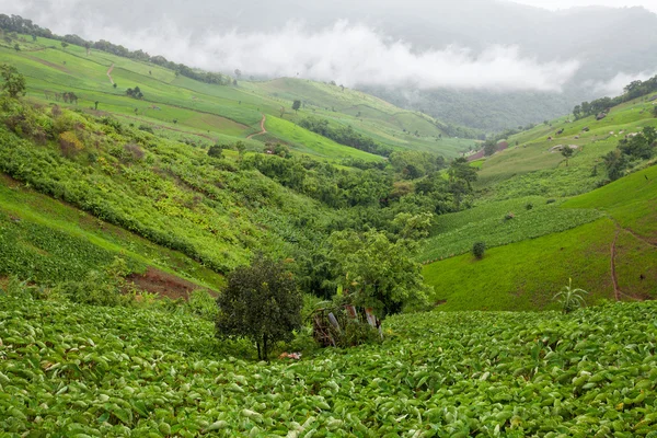 Taro field in mountains, Phechaboon Thailand — стоковое фото