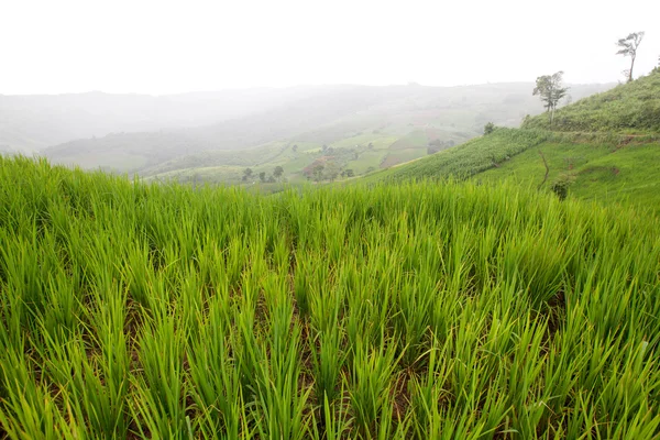 Groene terrasvormige rijst veld met mist in Phetchaboon, Thailand — Stockfoto