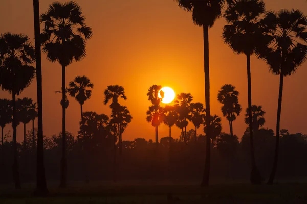 Sugar palm ve pirinç günbatımı sırasında eğe — Stok fotoğraf