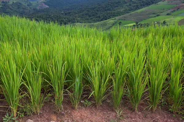 Zelené terasovité rýžové pole v Phetchaboon, Thajsko — Stock fotografie