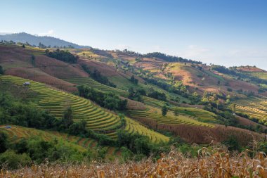 Chiangmai, Tayland 'daki Yeşil Teraslı Pirinç Tarlası
