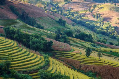 chiangmai, thailan alanında yeşil teraslı pirinç