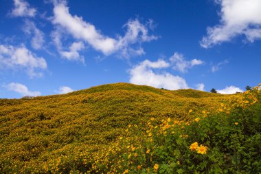 Meksika ayçiçeği ot (Tithonia diversifolia)