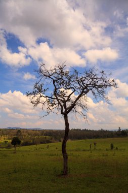 Ağaç dal çıplak gövdeleri ve şube ve mavi gökyüzü ile