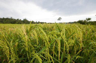 Phetchaboon, Tayland pirinç alan yeşil teraslı