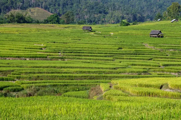 Campo de arroz com terraço verde em Chiangmai, Thailan — Fotografia de Stock