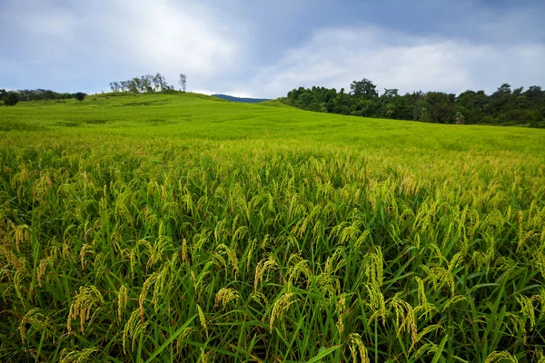 Green terrasvormige rijst veld in Phetchaboon, Thailand — Stockfoto