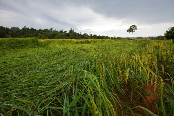 Green rice paddy vallende locomotieven — Stockfoto