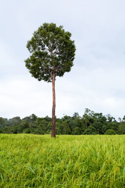 Árbol en un campo de arroz — Foto de Stock
