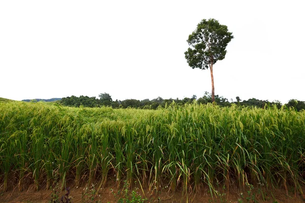 Groene terrasvormige rijst veld in phetchaboon, thailand tijdens zonsondergang — Stockfoto