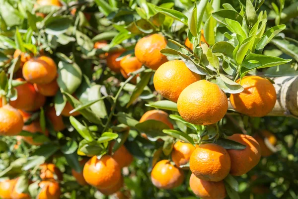 Oranjeboom — Stockfoto