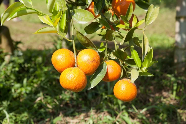 Portakal ağacı — Stok fotoğraf